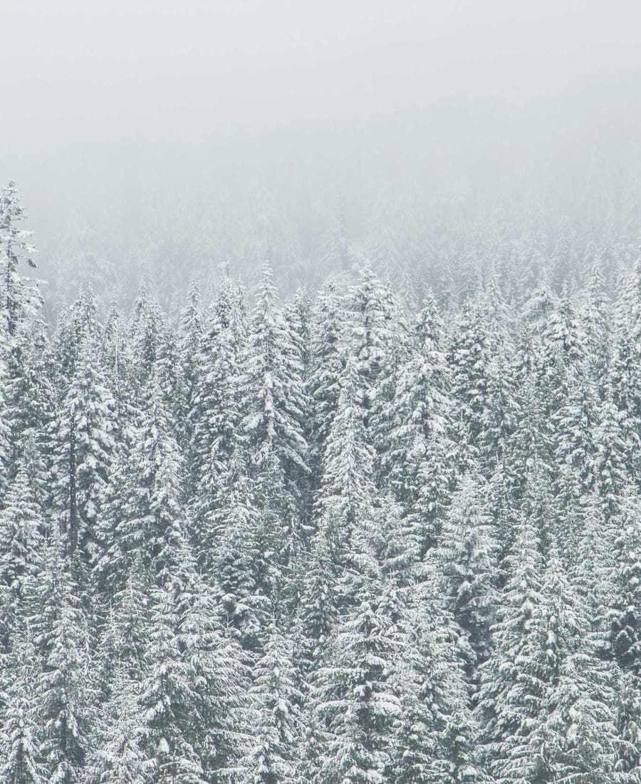 Landscape Collection Dawn