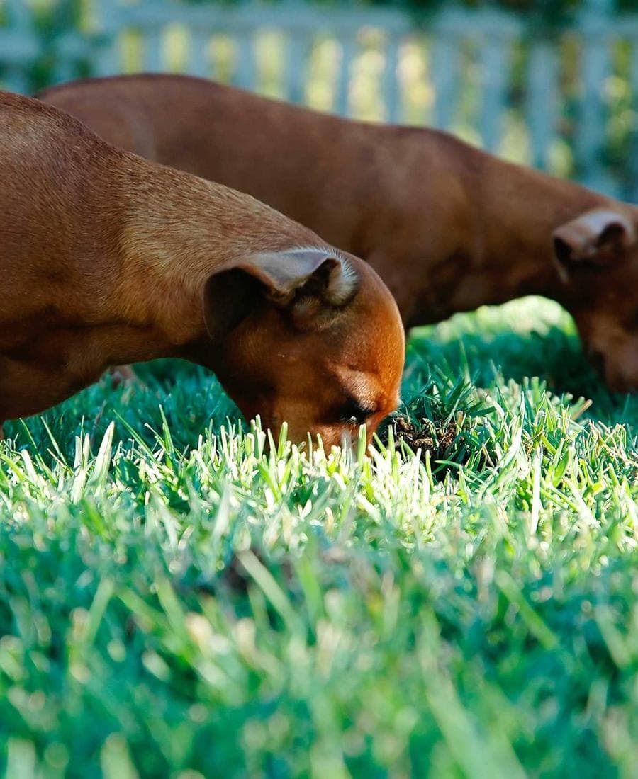 Synthesis Collection Wavetable